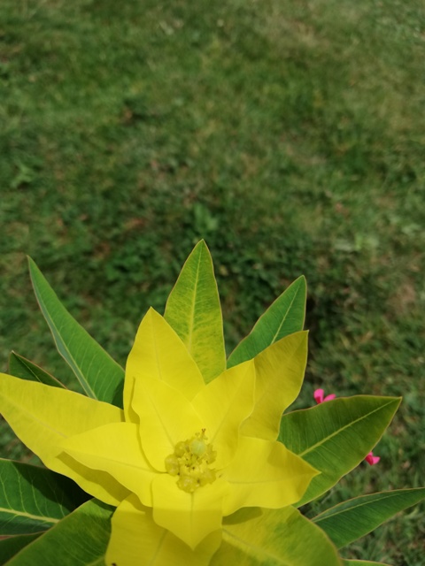 Beautiful yellow flower of mountains 