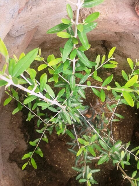 Olive plant 