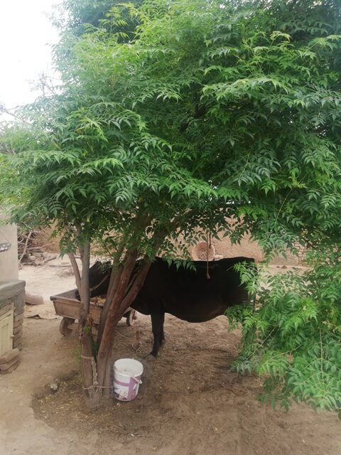 Cow under a tree shade