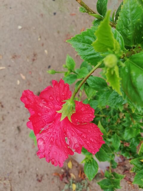 Hibiscus flower in rain 
