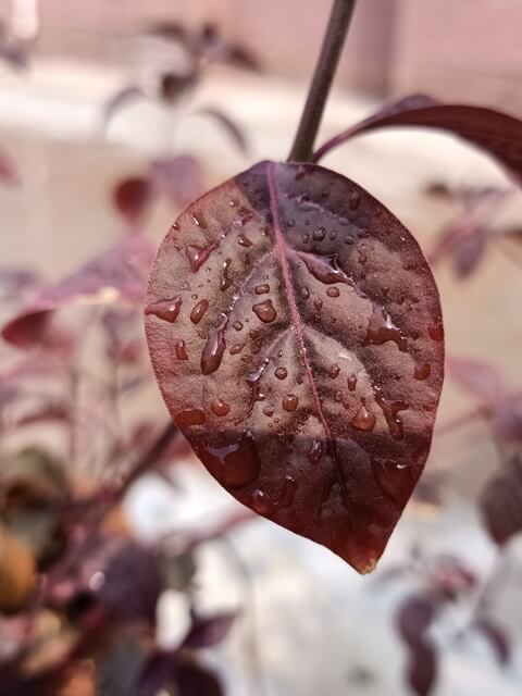 Beautiful leaf with dew drops 