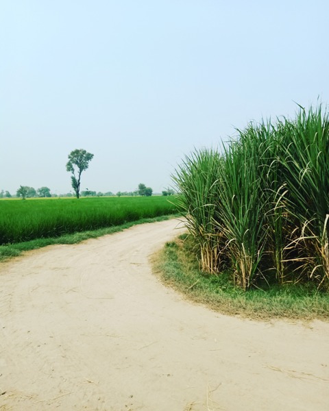 Sugar cane field on roadside 