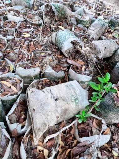 A plant germinating in a litter 
