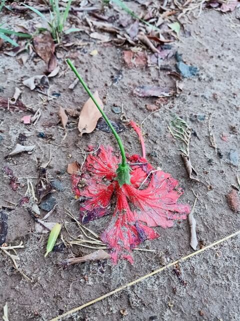Hibiscus flower inverted in soil 