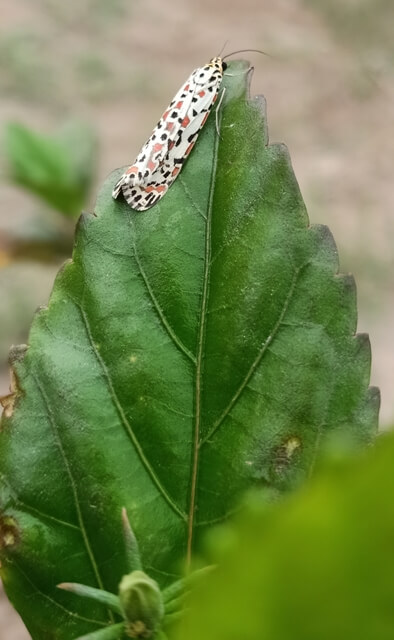 Beautiful butterfly on a leaf