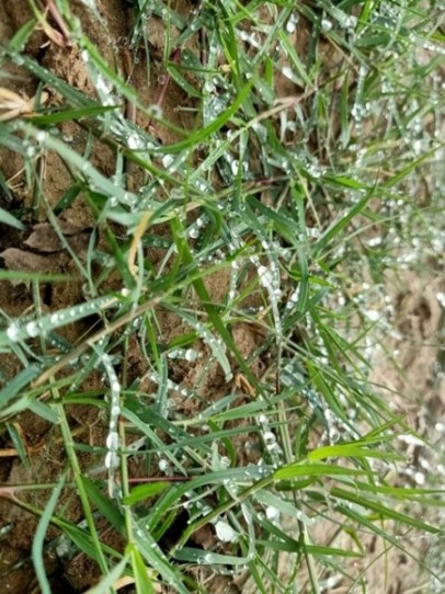 Dew drops on a lawn grass