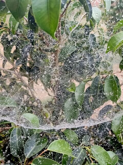 Spider web during winter