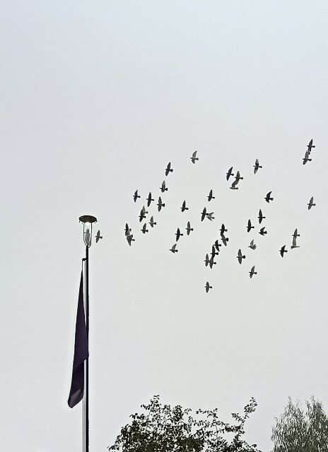 Pigeons flock with flag