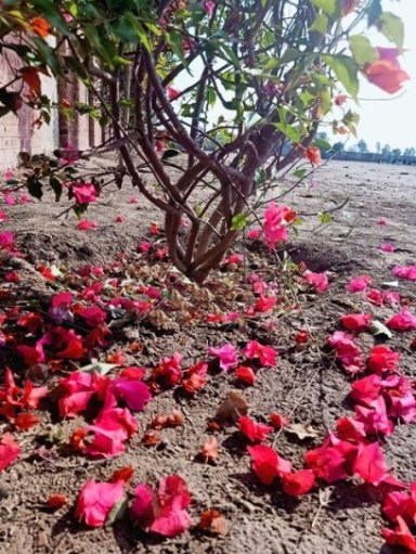 Flowers of bougainvillea plant on ground