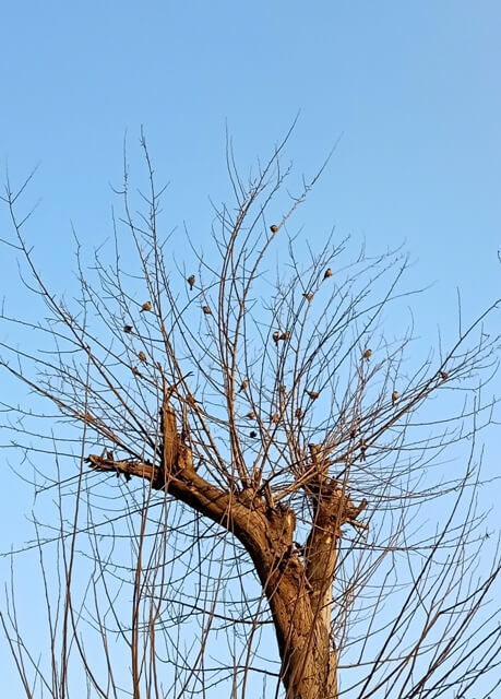 A tree with sparrows