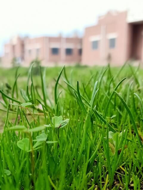 Lush green wild grass 