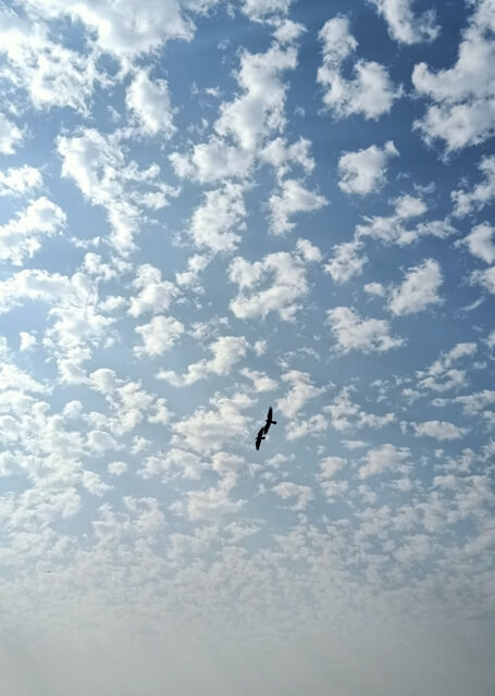 Cloudy sky with birds 