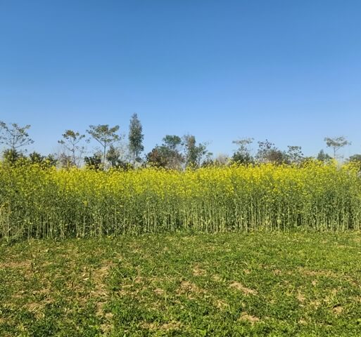 A mustard field 