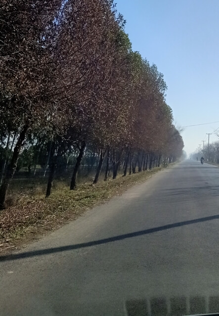 A road with tree line