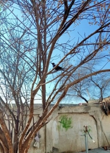 Crow on a leafless tree