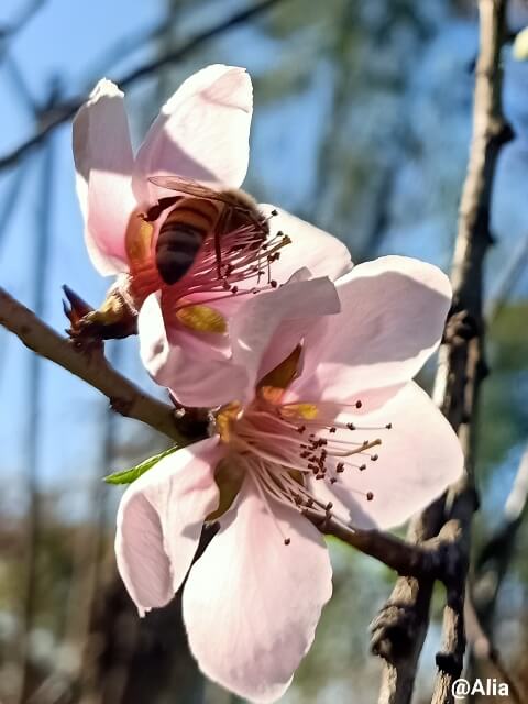 Peach flower with honey bee