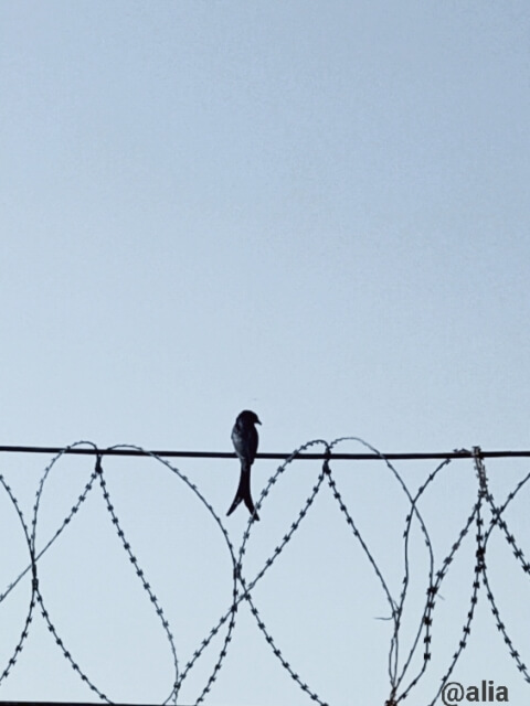 Drongo on a wall