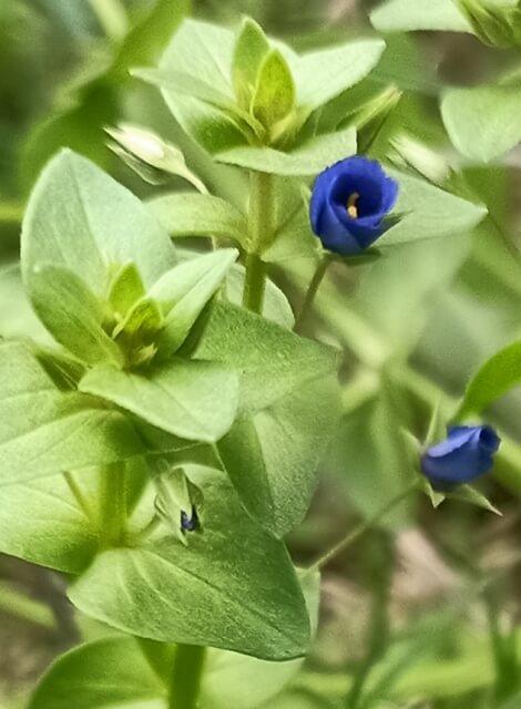 Lysimachia foemina blue flowers