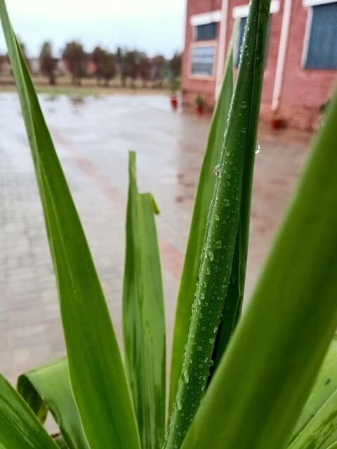 Attractive raindrops on leaves 