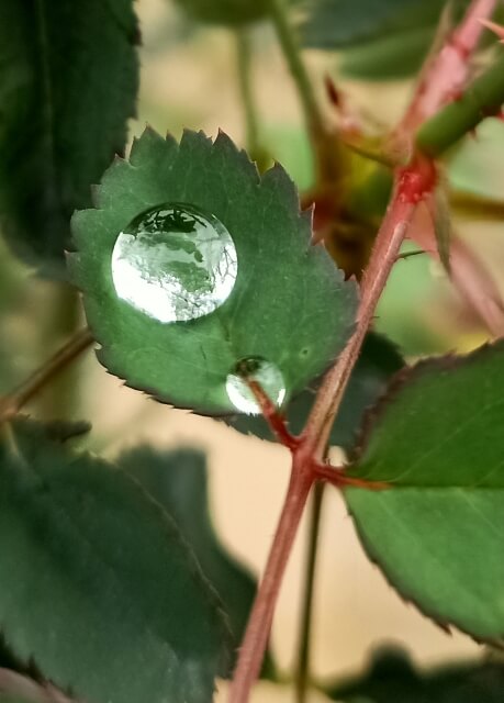 A beautiful drop of rain on a rose plant leaf