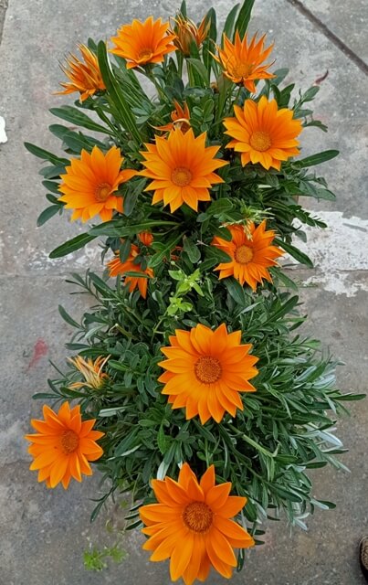 Orange Marigold flowers 