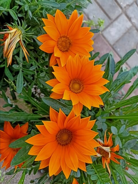 Beautiful orange marigold 