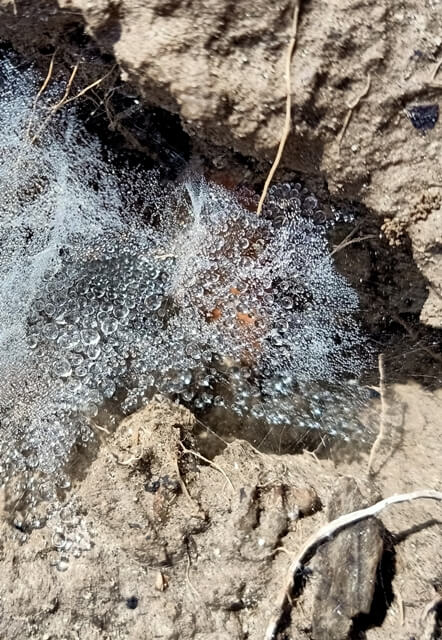 Dewdrops on spider web in soil