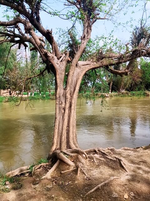 A canal tree