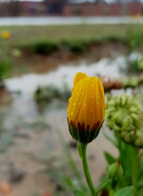 Marigold bud during rain 