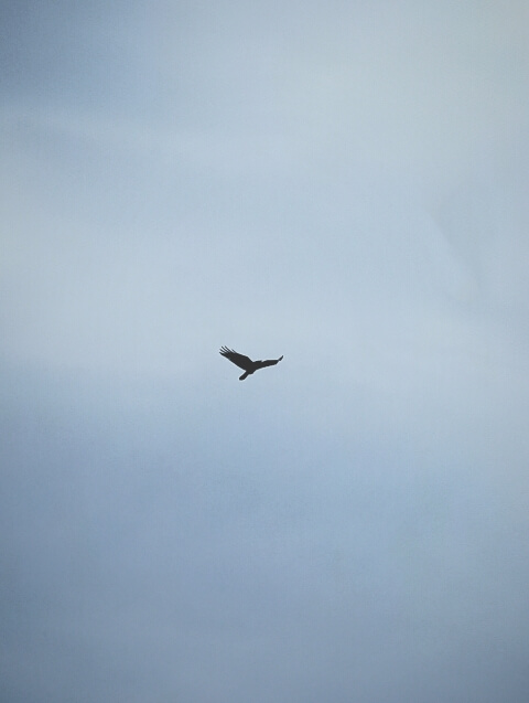 An alone bird in sky