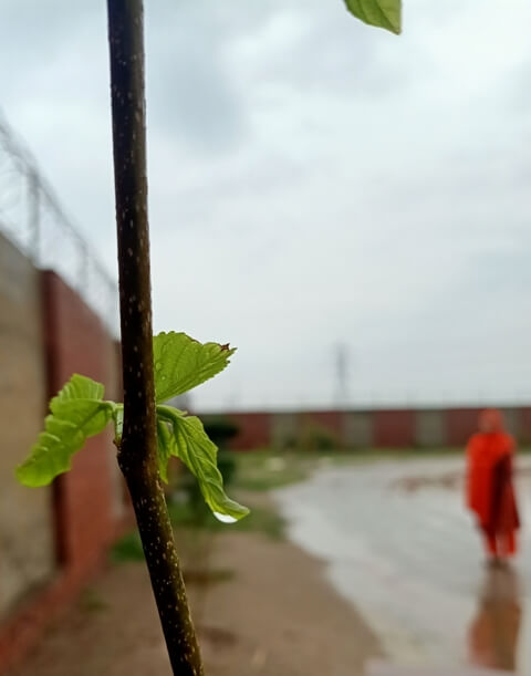 Rain drop on a plant leaf after rain 