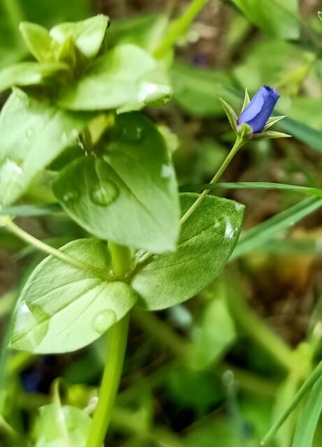 Lysimachia foemina blue flowers bud 