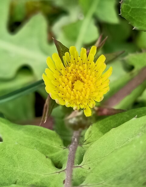 Beautiful yellow flower 