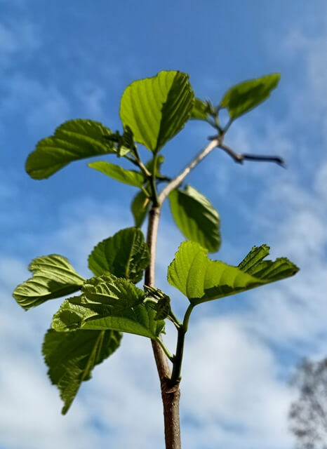 Beautiful green leaf branch with blue sky 