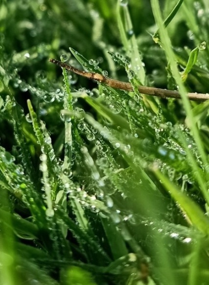 Macro view of dew drops