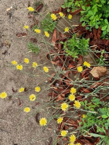 Dandelion on the ground 