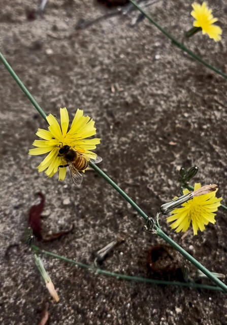 Honey bee on a wild flower