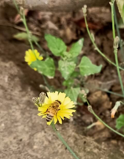 Bee and wild flowers