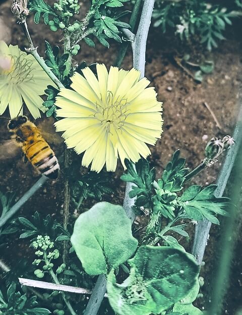 A dandelion flower with honey bee 