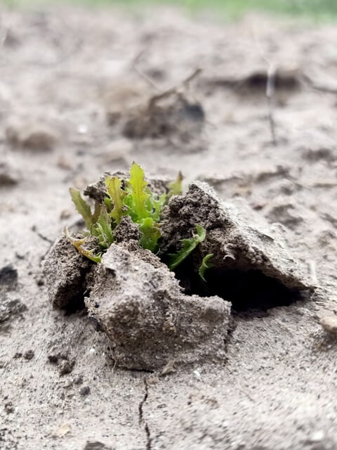 Seedling through soil 