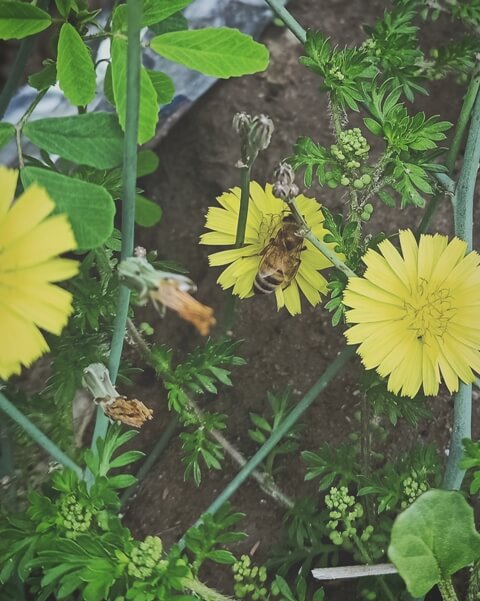 Bee on a wild flower