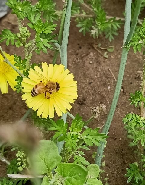 Honey bee landing on a flower