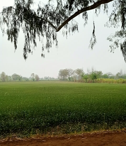 Greenery of crops on roadside