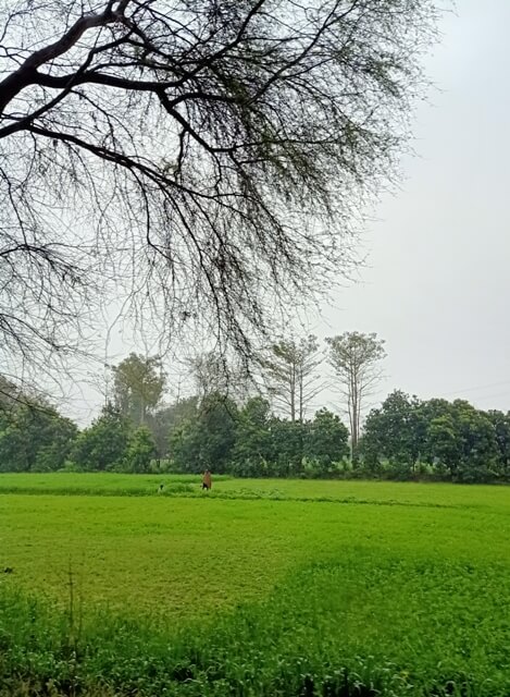 Lush green crops in a countryside area