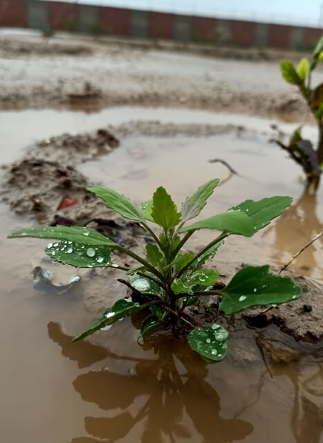 A tiny plant with rain drops 