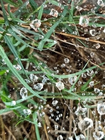 Beautiful Dew drops 
