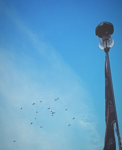 Birds group in blue sky