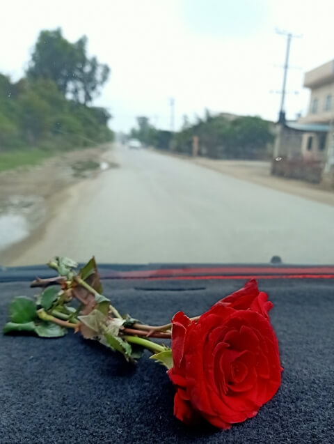 A red rose on dash board of a car 