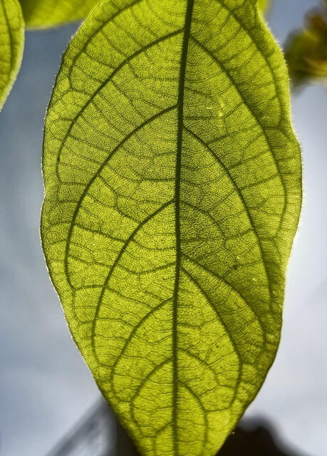 Detailing of Chinese honeysuckle leaf 