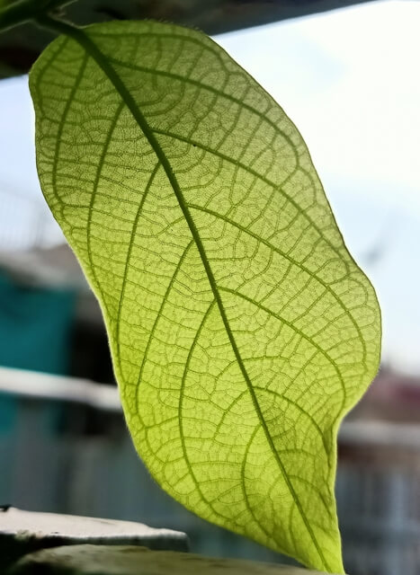 Image of a leaf with midrib and veins 